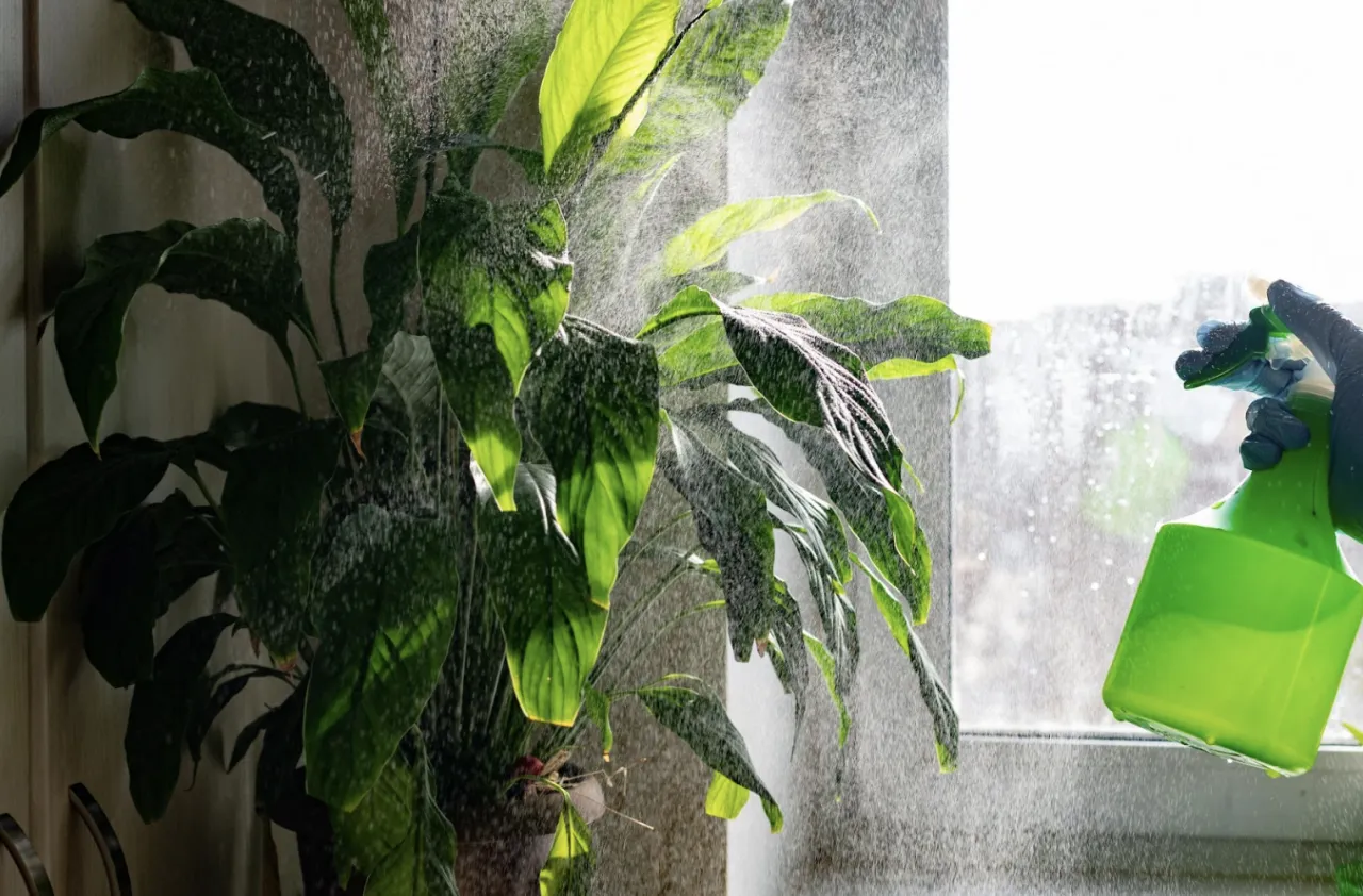 zamgławianie domowych roślin