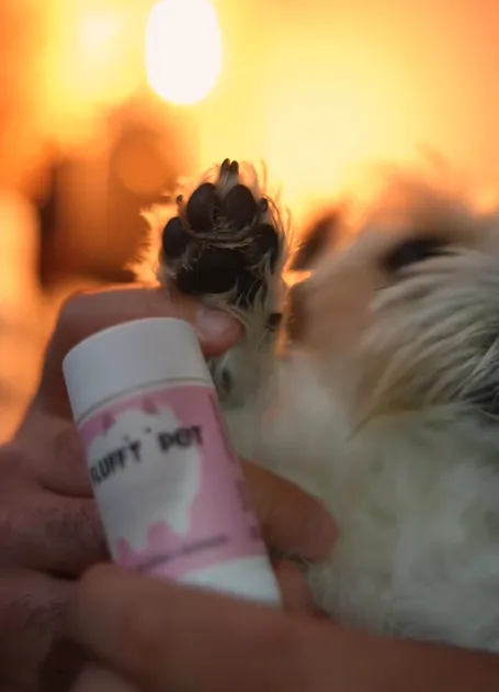 	Sztyft do łapek psa