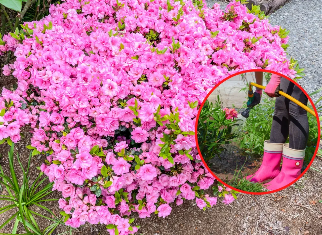 Kwitnąca azalia w pełnym rozkwicie. W okręgu widać fragment osoby podlewającej roślinę, co jest kluczowe, jak przycinać azalie, by pięknie rosły.