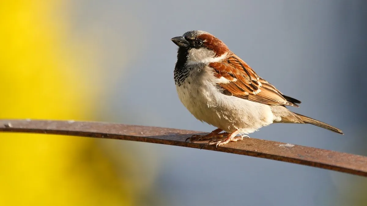 Wróbel w mieście spadek populacji