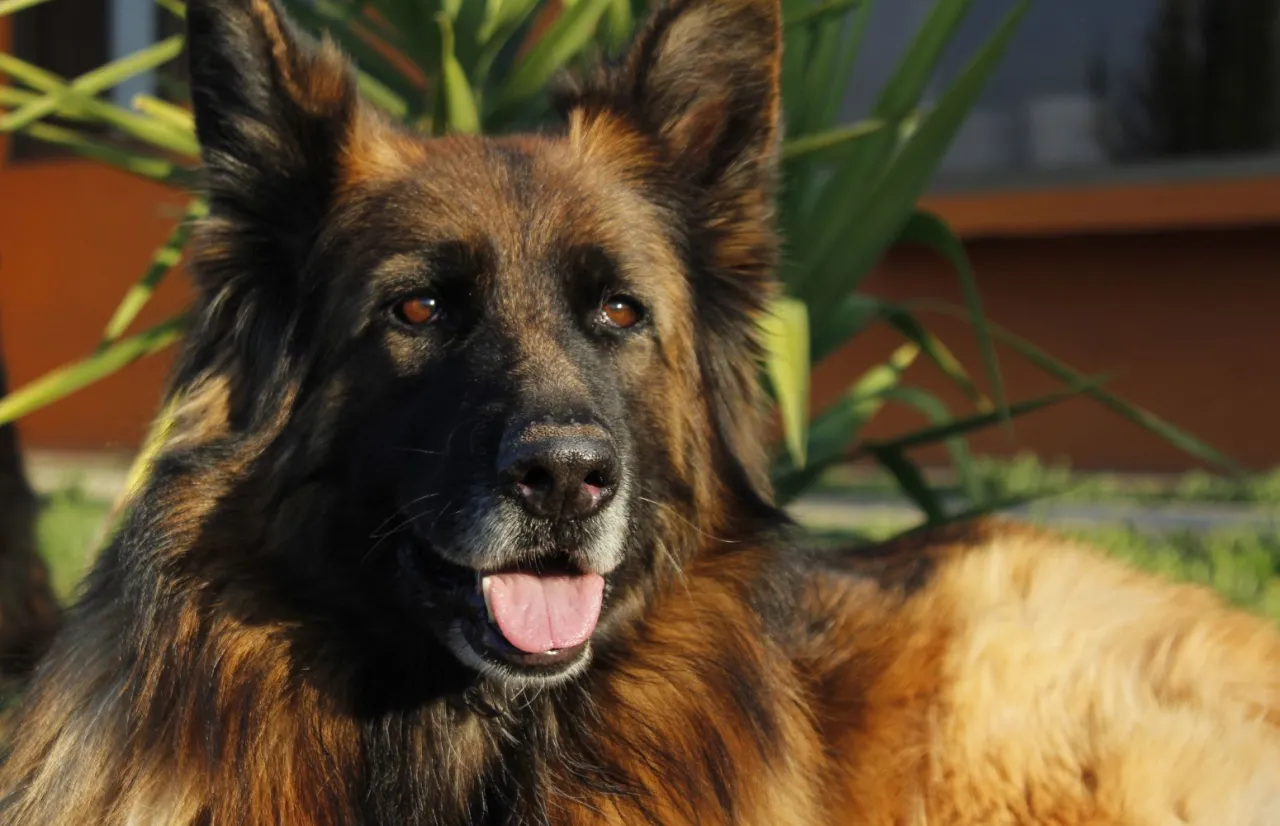 Piękny, długowłosy owczarek niemiecki z wywieszonym językiem. Ciekawi Cię, jak długo rośnie owczarek niemiecki długowłosy?