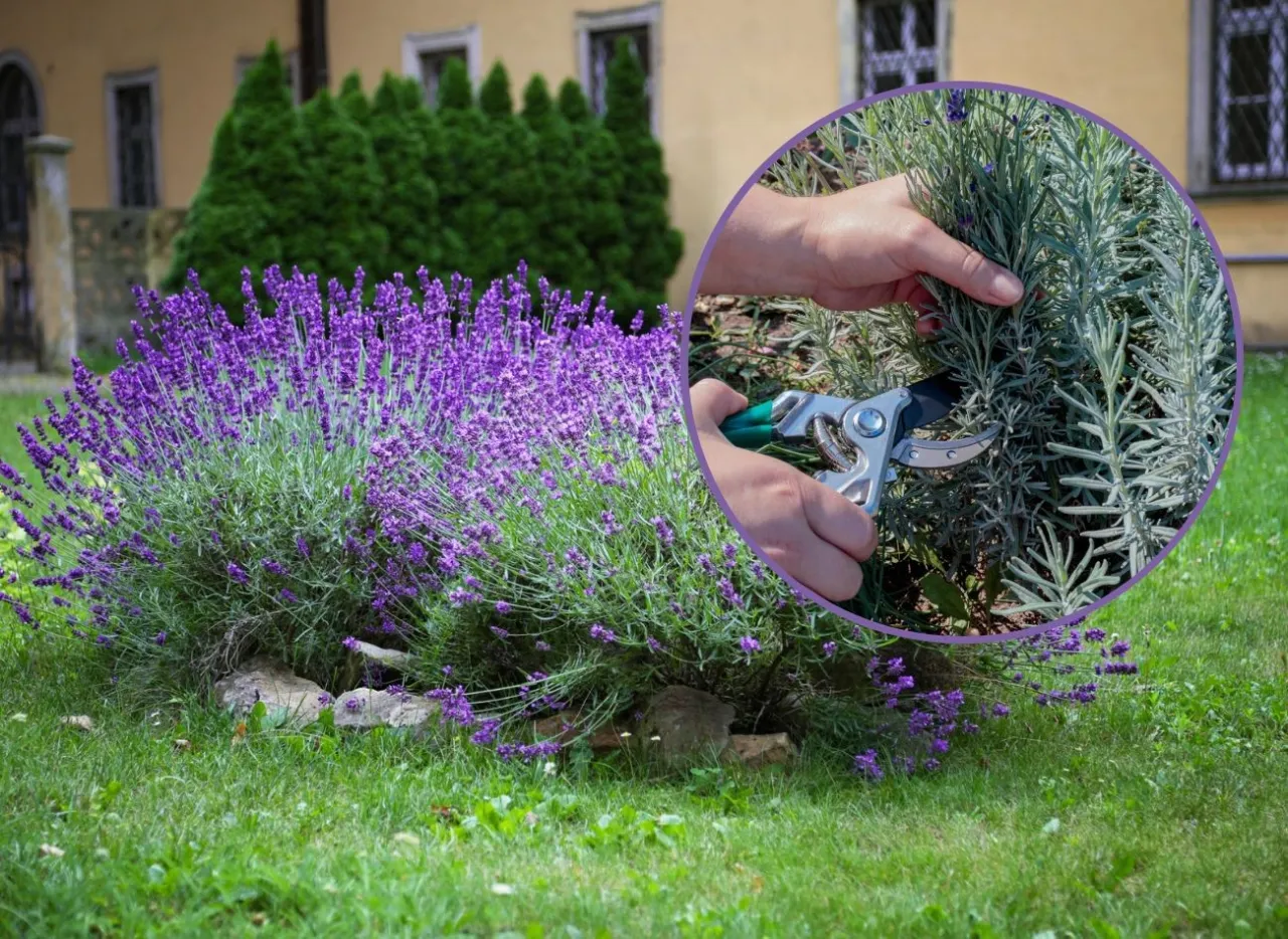 cięcie lawendy po kwitnieniu instrukcja
