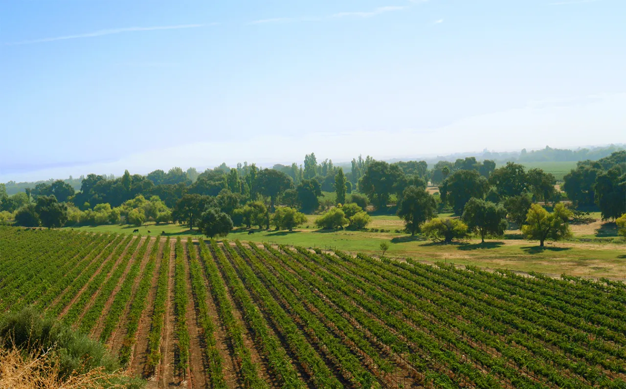 Winnica Kalifornia, winogrona