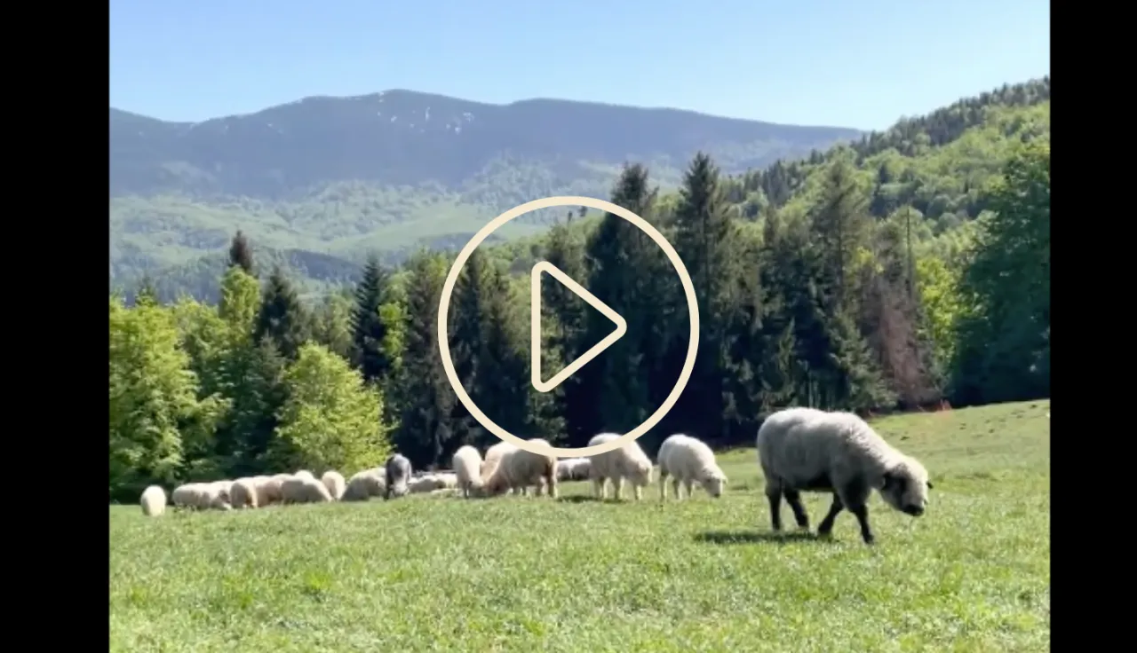 Bac&oacute;wka Hala Barankowa