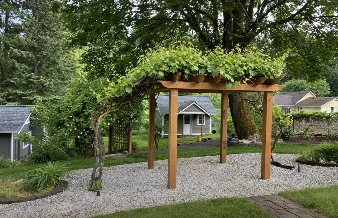 Drewniana pergola na winogron, porośnięta bujną zielenią, tworzy malowniczy łuk nad żwirowanym podwórkiem. W tle mały domek i drzewa.