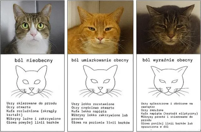 kot z objawami bólu