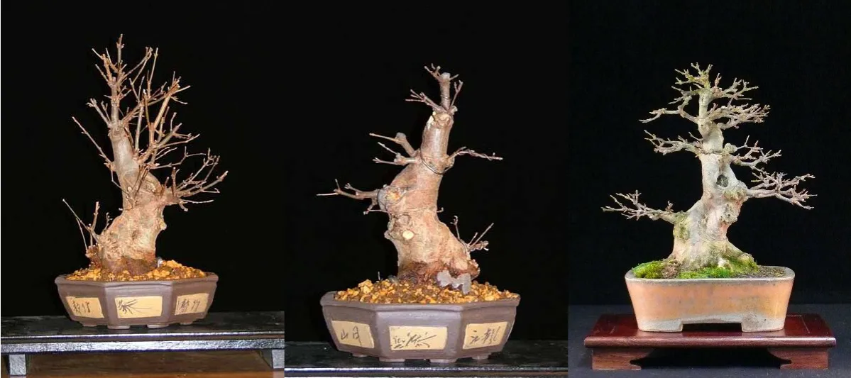 błędy w przycinaniu bonsai vs prawidłowe cięcie