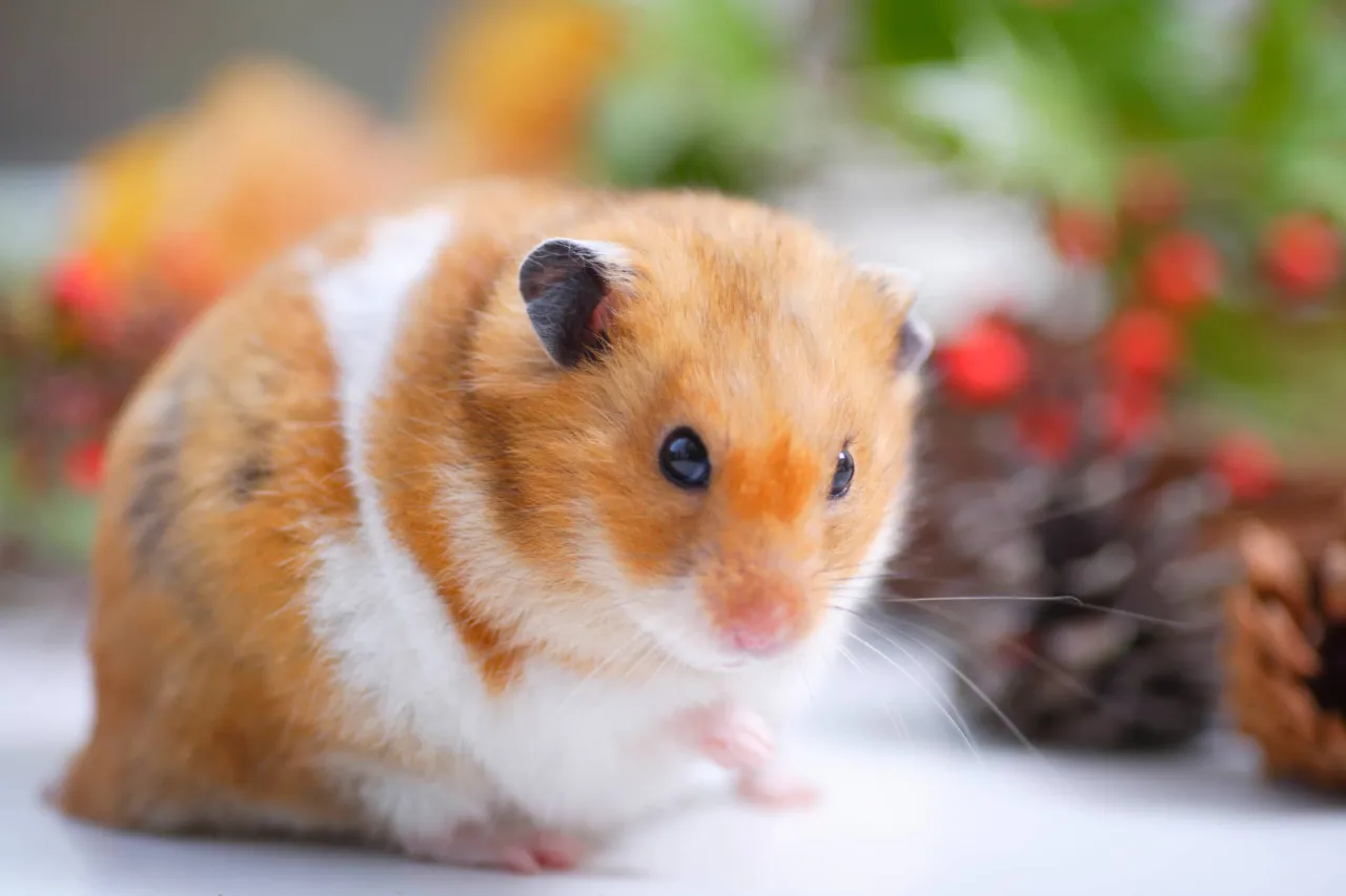 chomik po śmierci jak postępować