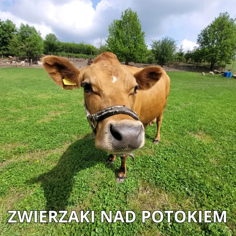 Zdjęcie Czym żywi się krowa? Odkryj sekrety ich diety i zdrowia