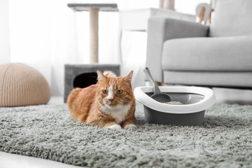 kot załatwiający się obok kuwety