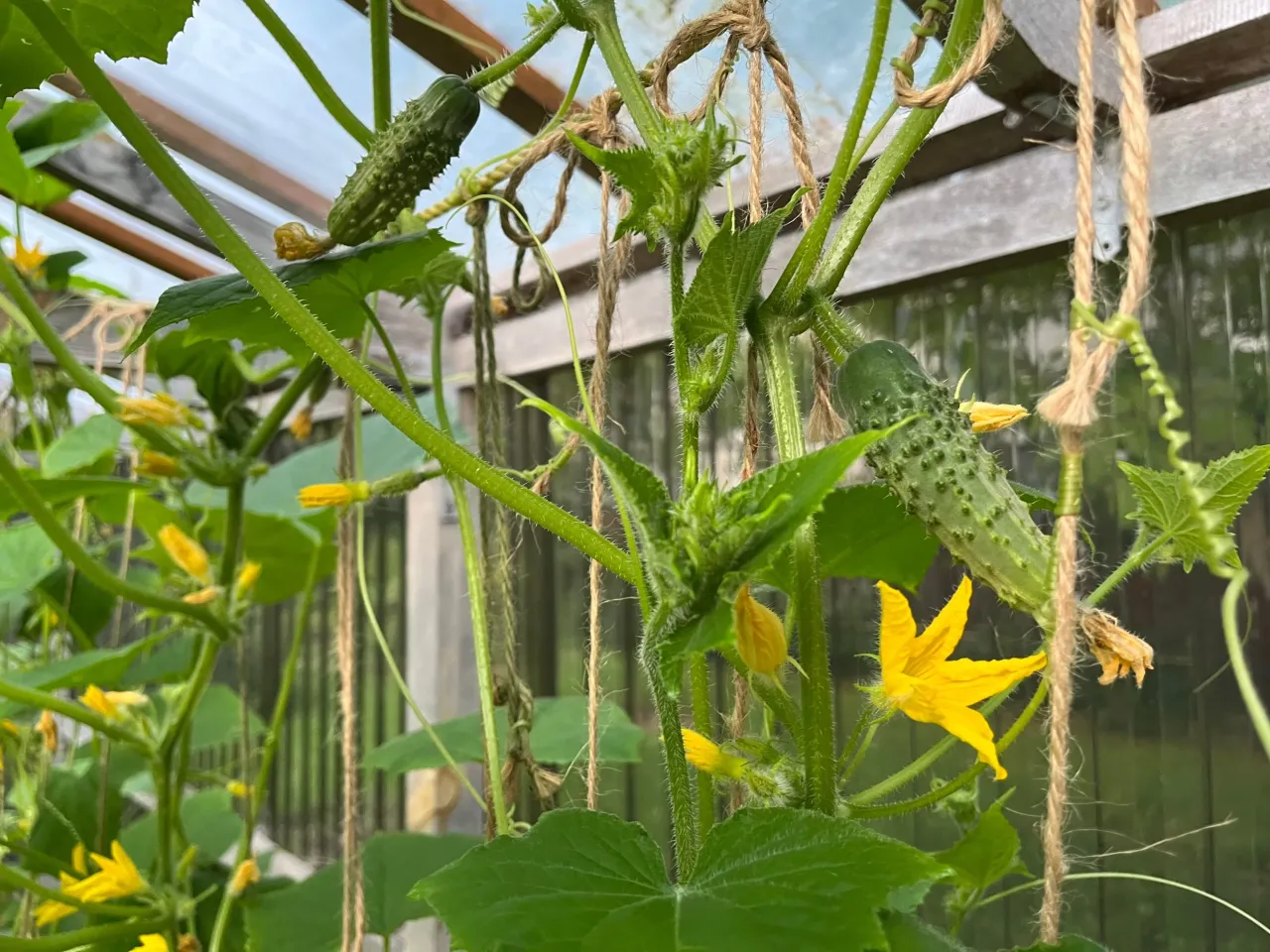 Młode og&oacute;rki i ż&oacute;łte kwiaty w szklarni. Zastanawiasz się, dlaczego og&oacute;rki nie kwitną? Tutaj widać, że kwitną i owocują.