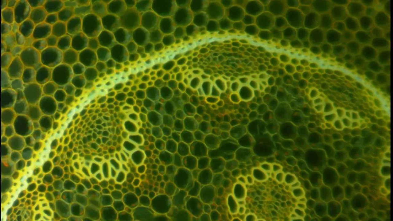 komórka roślinna pod mikroskopem widok ogólny