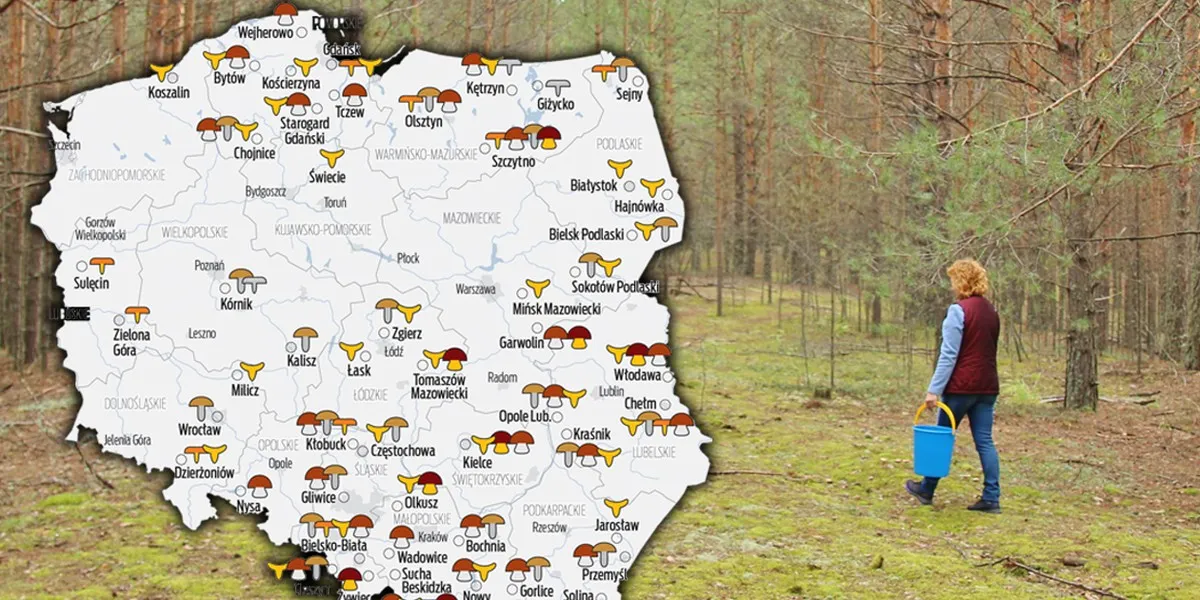 Mapa Polski regiony obfitujące w grzyby lasy