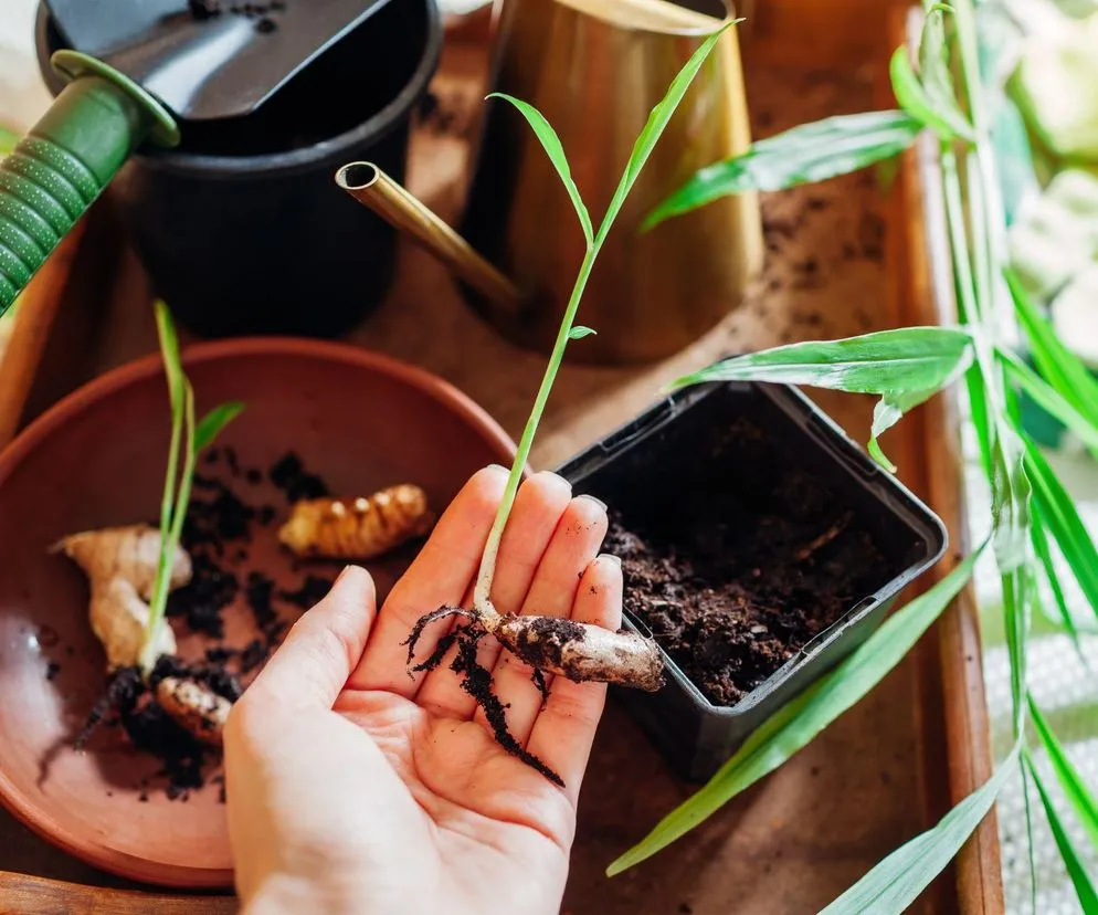 sadzenie imbiru w doniczce