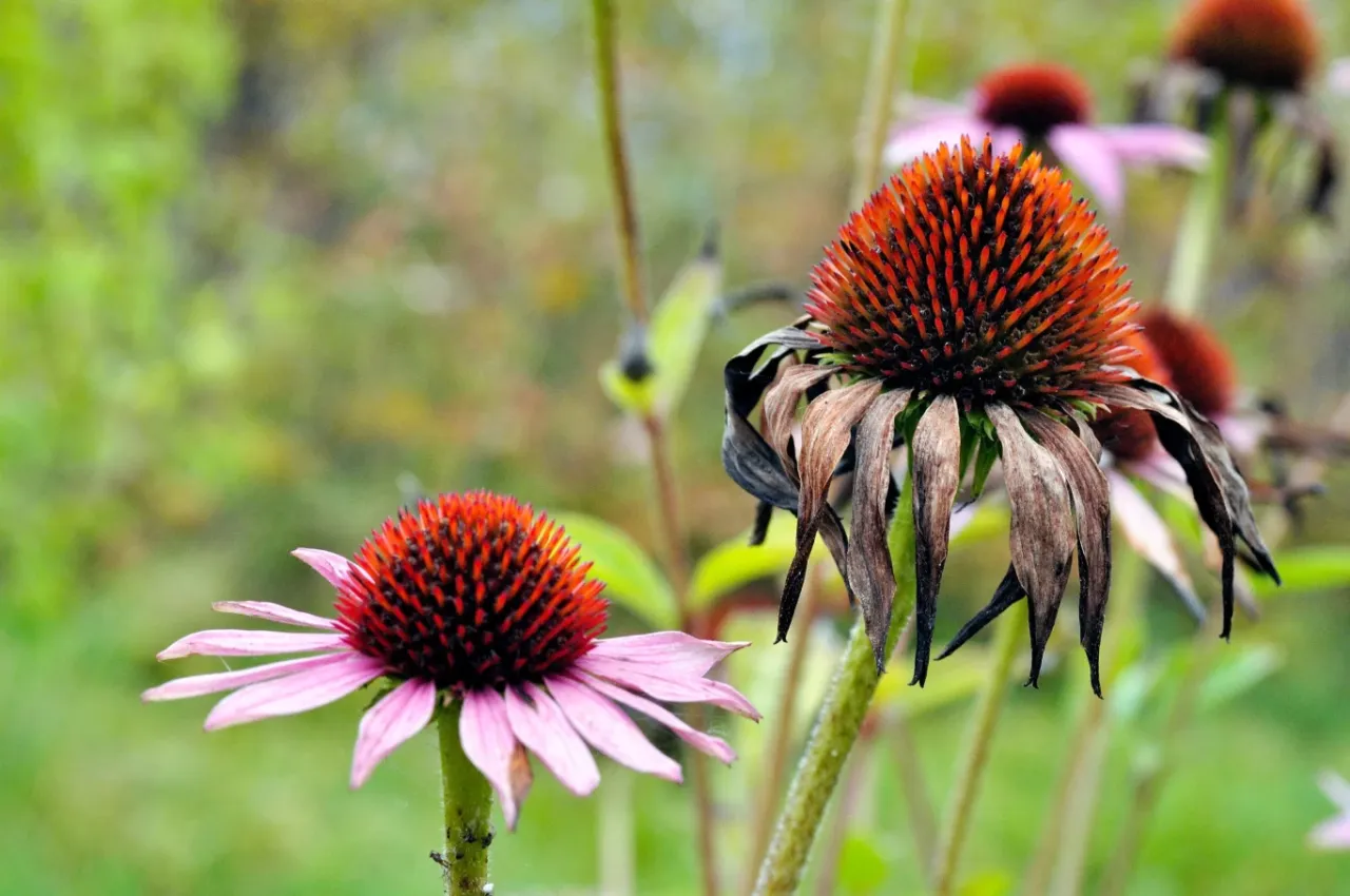 Oszronione jeż&oacute;wki zimą