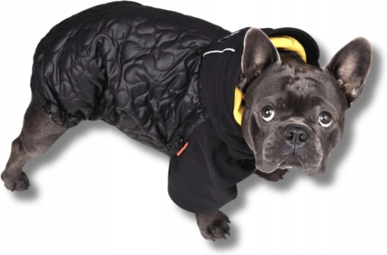 Buldog francuski w ubranku zimowym