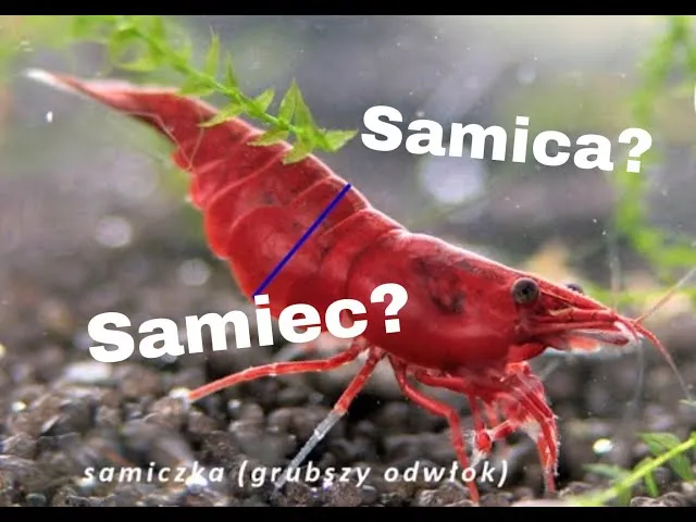 Jak odr&oacute;żnić samca od samicy krewetki akwariowej