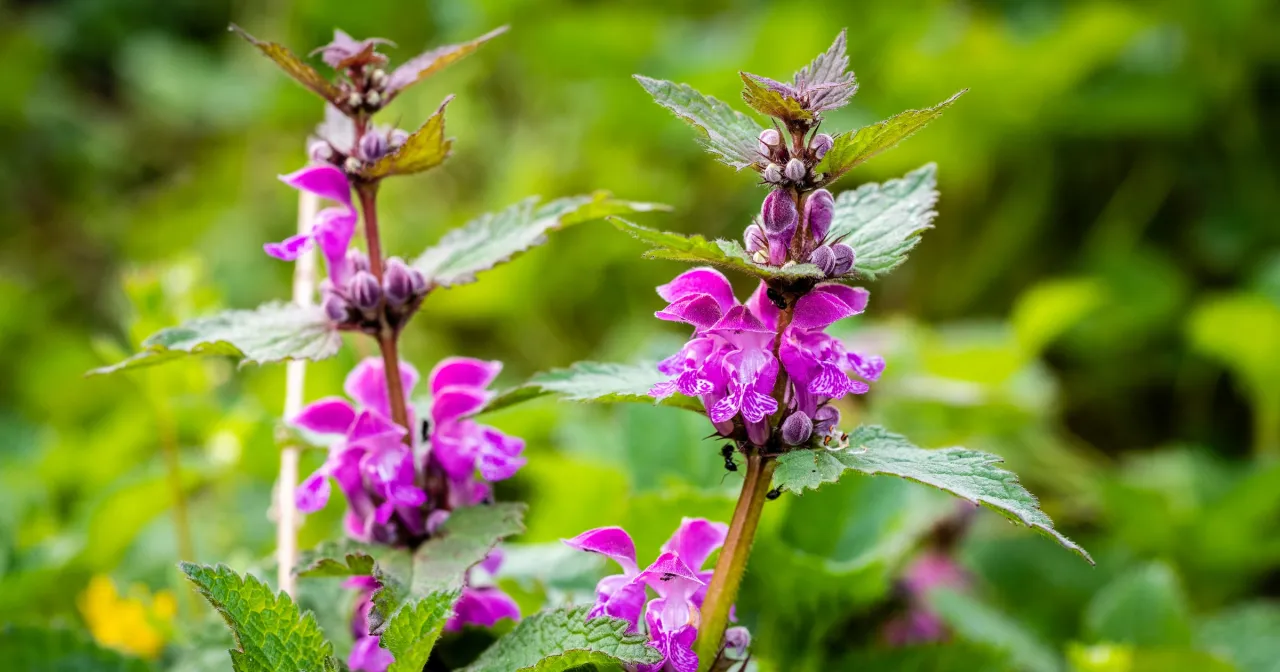 Jasnota purpurowa identyfikacja