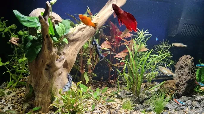 błędy początkującego akwarysty