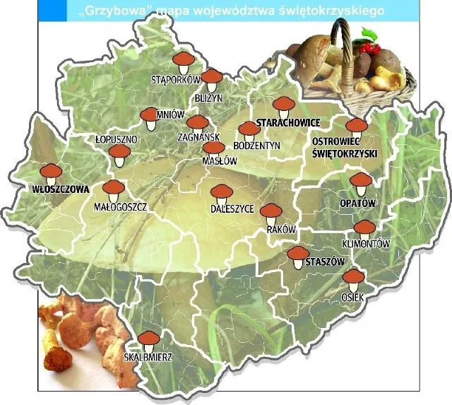 Mapa grzybów świętokrzyskie region