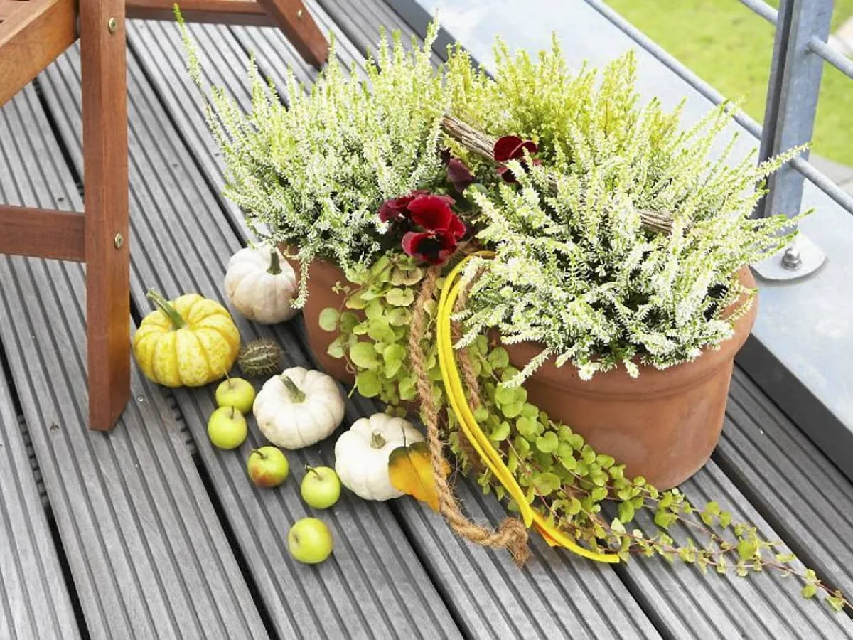 Sadzenie wrzos&oacute;w w donicy krok po kroku