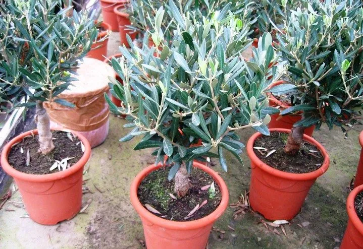 sadzonka oliwki w doniczce