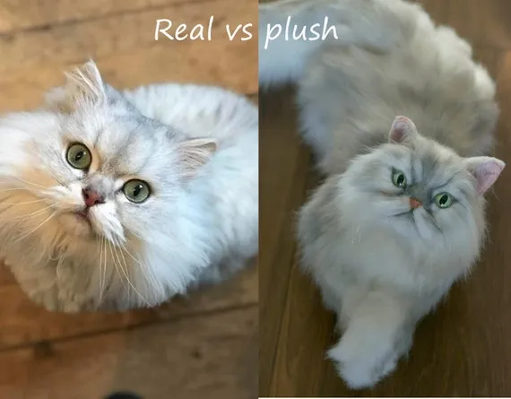 realistyczny pluszowy kot por&oacute;wnanie