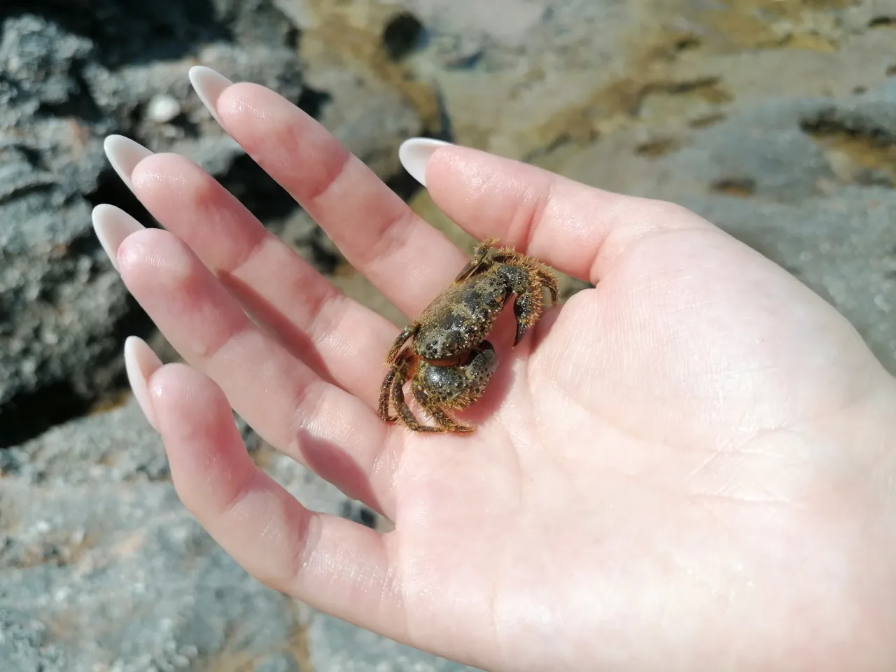 Podwodny świat Adriatyku fauna
