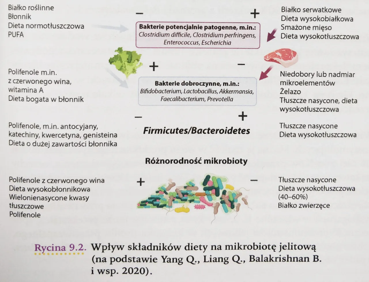 mikrobiota jelitowa skład i funkcje