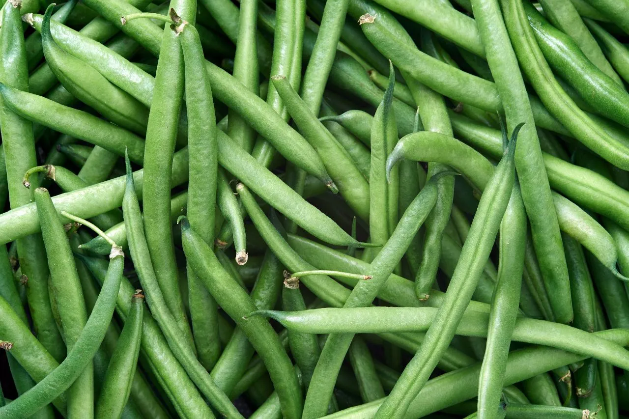 fasola szparagowa uprawa wsp&oacute;łrzędna korzyści