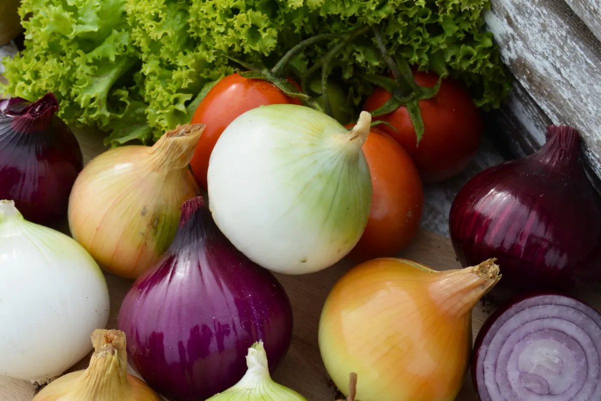 różne rodzaje cebuli do zupy