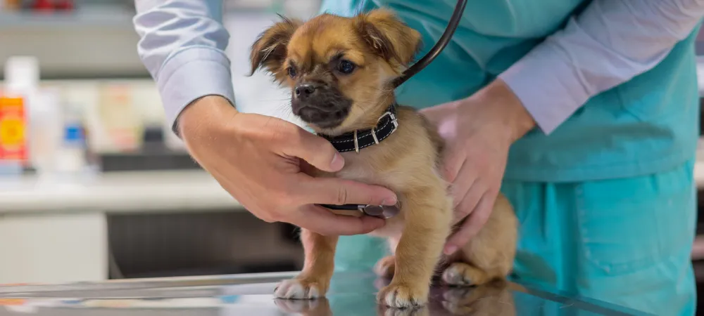 szczeniak u weterynarza szczepienie