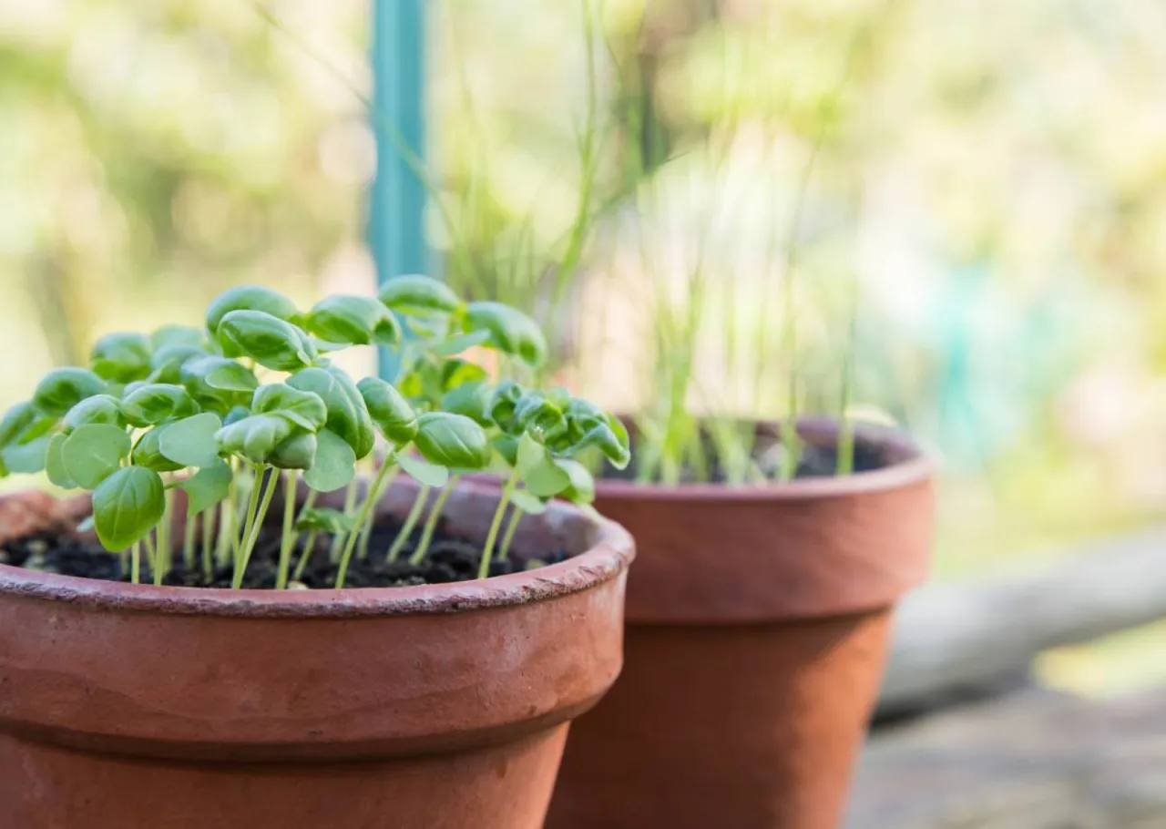Młode sadzonki bazylii w glinianych doniczkach, gotowe do dalszej uprawy. W tle inne zioła.
