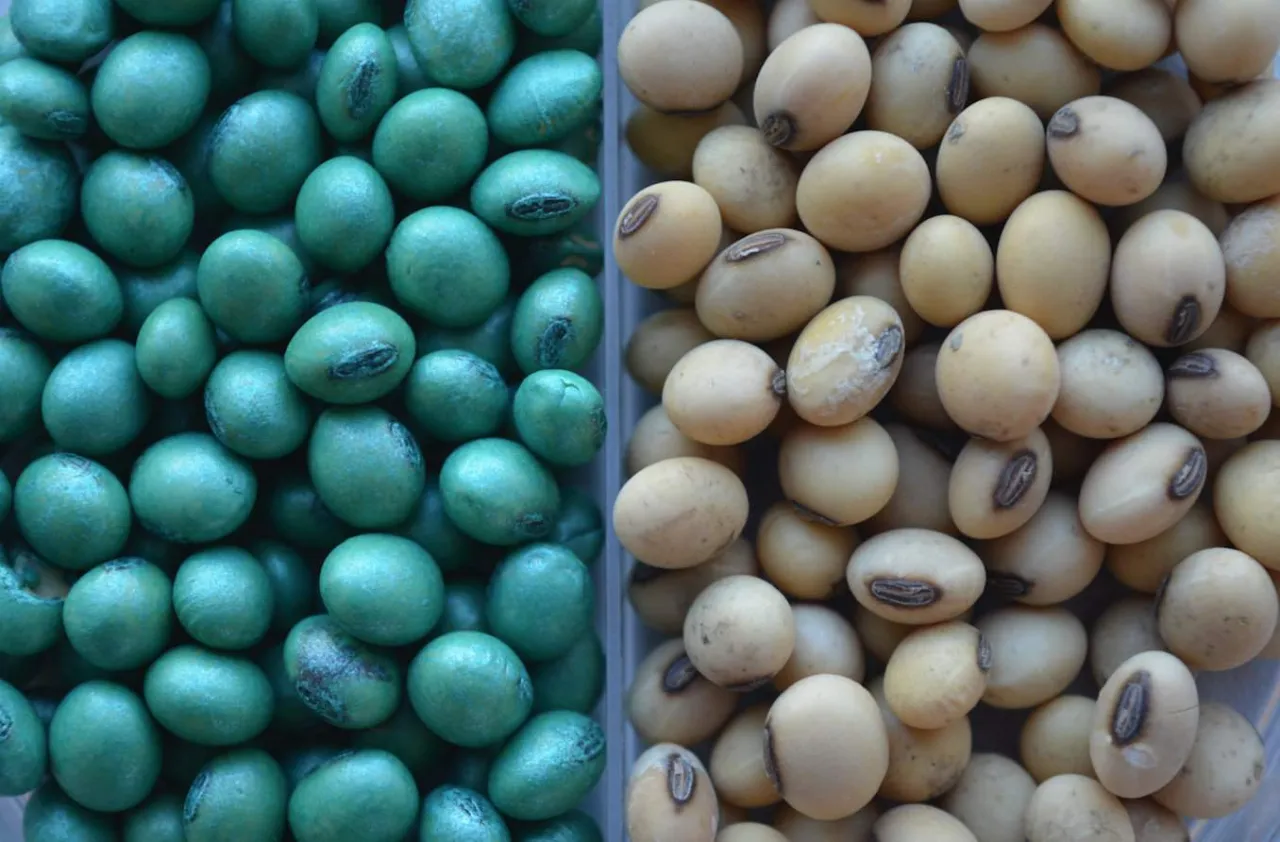 zaprawione nasiona soi