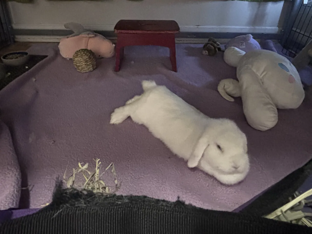 kr&oacute;lik budujący gniazdo futro