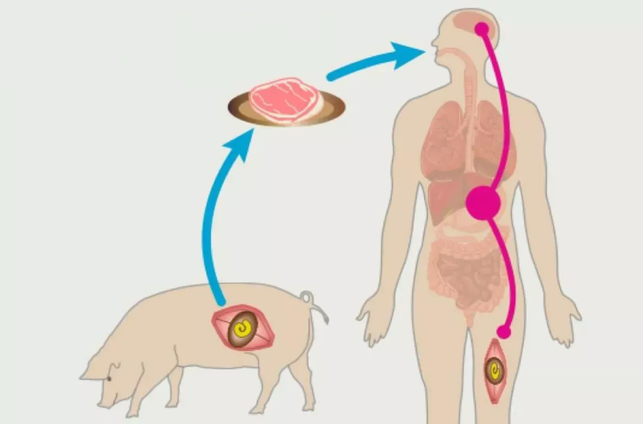 Cykl tasiemca uzbrojonego: od świni, przez mięso, do człowieka. Badanie mięsa u weterynarza jest kluczowe.