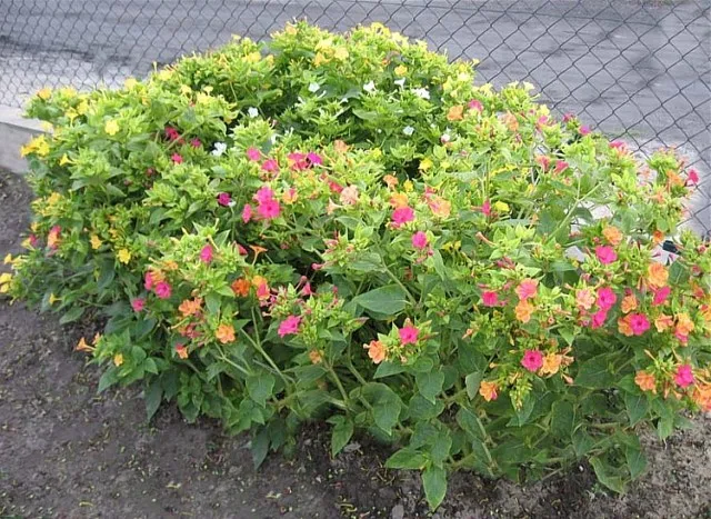 Dziwaczek Mirabilis jalapa w ogrodzie