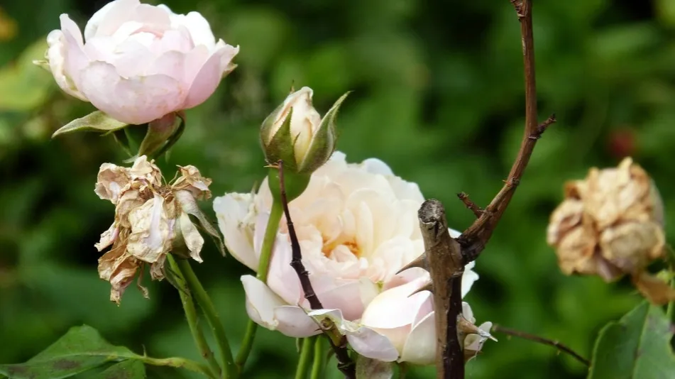 błędy w przycinaniu r&oacute;ż sęki