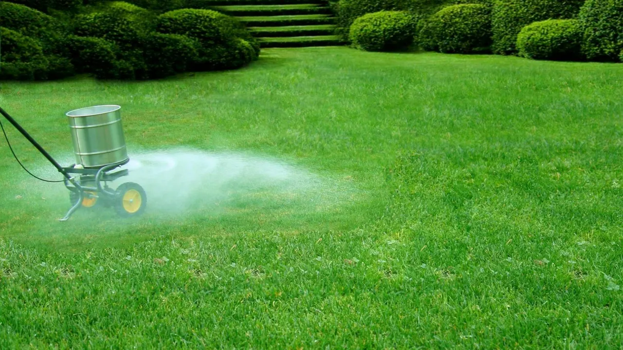 Rozsiewacz rozsypuje naw&oacute;z na trawnik. Zastanawiasz się, ile wapna na trawnik potrzebujesz, by był zielony i zdrowy?