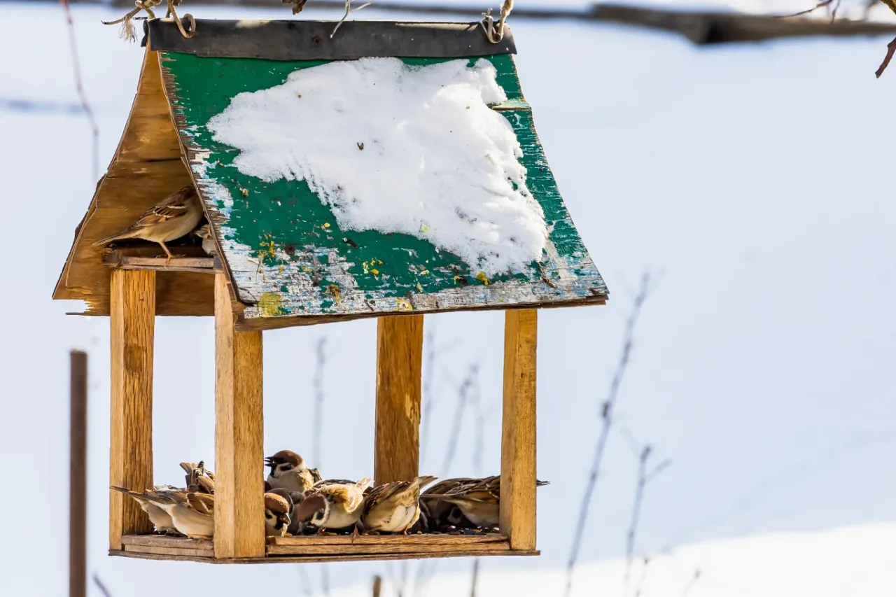 Zakazane pokarmy dla ptaków w karmniku