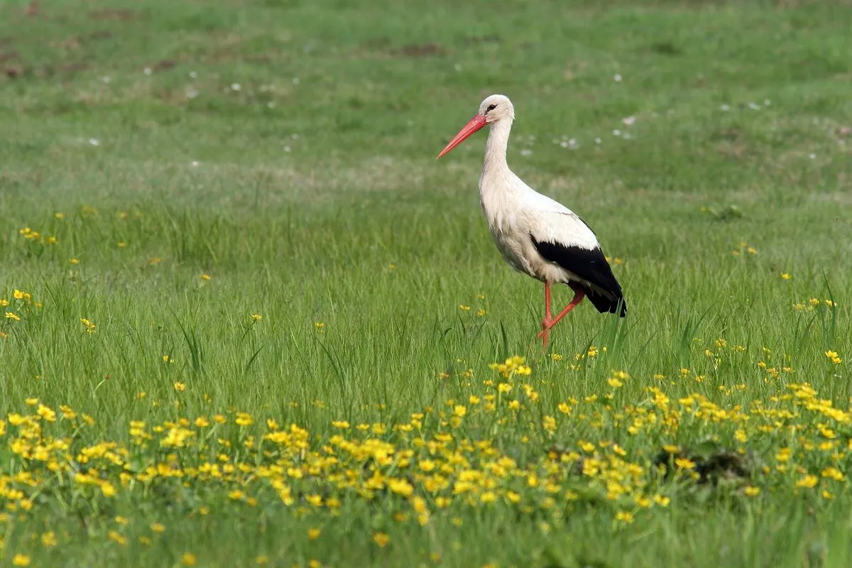Bocian biały polujący na polu