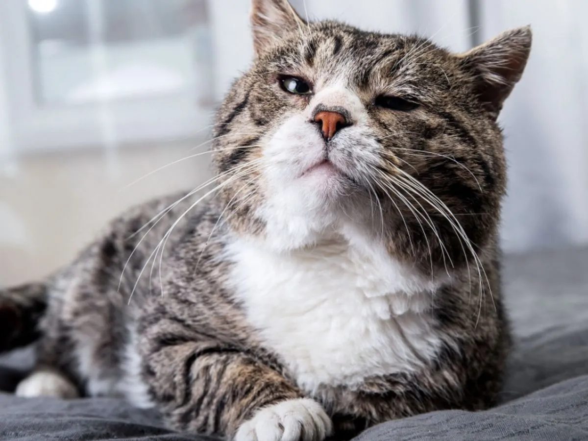 kot z demencją objawy