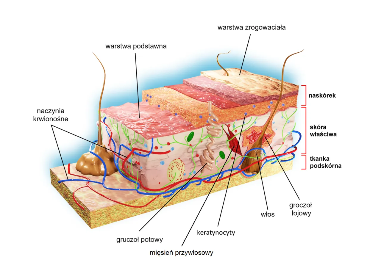 Budowa anatomiczna skóry człowieka warstwy
