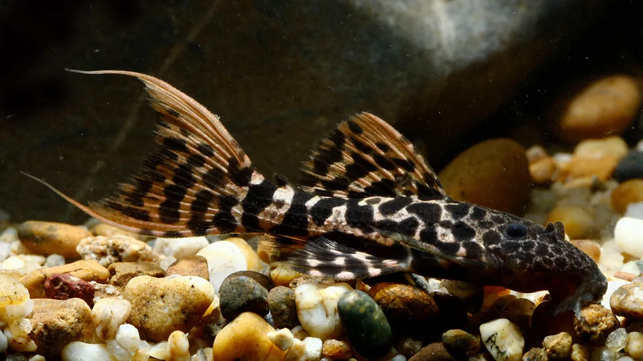 Glonojad jedzący tabletkę dla ryb dennych