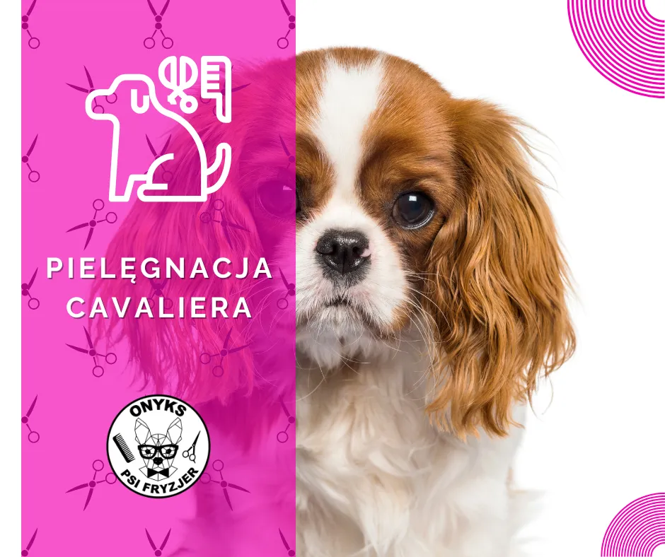 Cavalier King Charles Spaniel pielęgnacja sierści