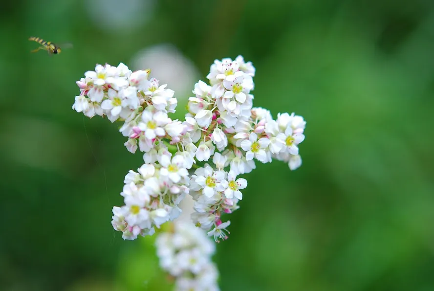 kwiat gryki zbliżenie