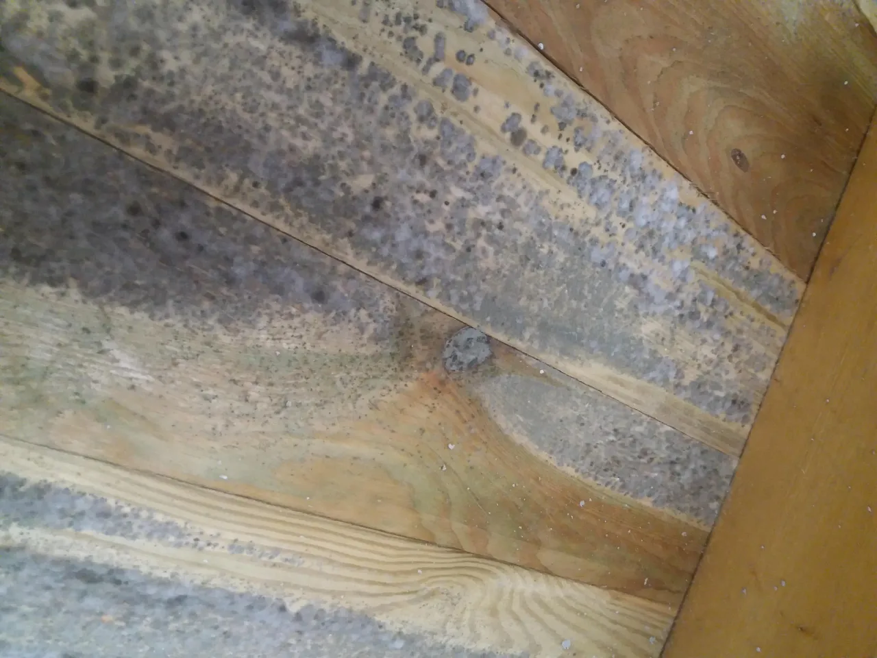 Drewno zniszczone przez grzyby i pleśń