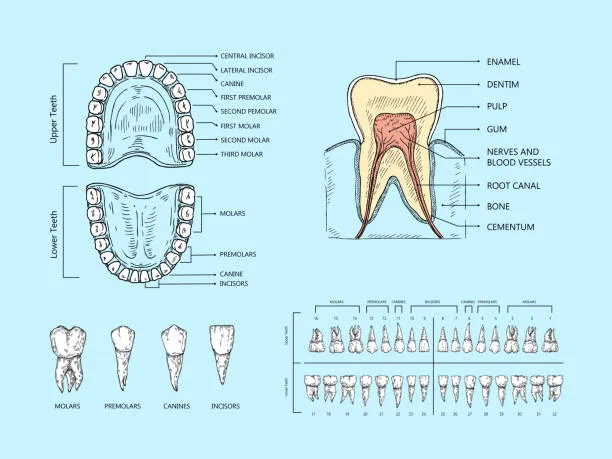 rodzaje bolu zeba infografika