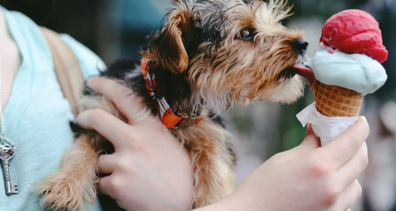 Pies jedzący lody dla ludzi z ostrzeżeniem