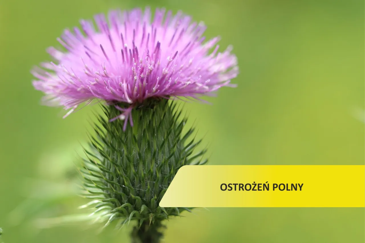 oprysk na ostrożeń polny, herbicydy selektywne trawnik